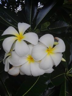 three white flowers with yellow centers are in the middle of some green leaves and trees