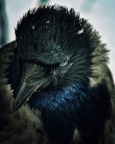 a close up of a black bird with snow on it's head