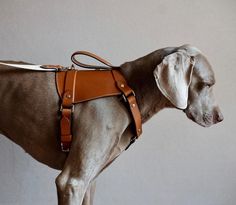 a dog wearing a leather harness on it's back and standing in front of a white wall