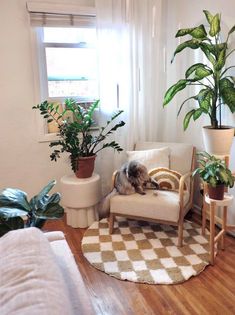 a dog sitting on a chair in a living room with potted plants next to the window