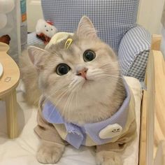 a cat wearing a sweater sitting in a chair