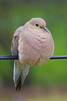 a small bird sitting on top of a wire