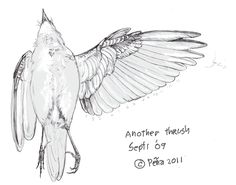 a drawing of a bird with its wings spread