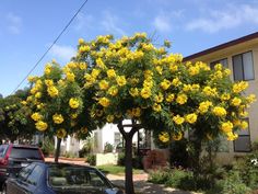 yellow flowers are blooming on the tree in front of a building and cars parked outside