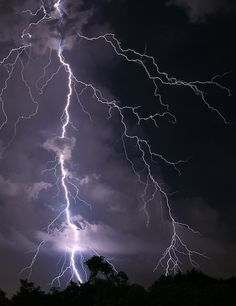 lightning strikes through the night sky above trees