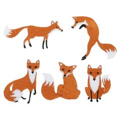 four different types of foxes on white background