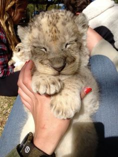 a woman holding a baby lion cub in her arms