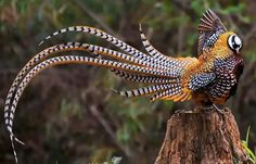 a colorful bird is perched on top of a tree stump in the woods with its wings spread out