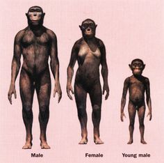 three different types of monkeys with names on their body and chest, from male to female