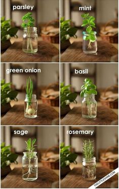 there are many different images of plants in mason jars