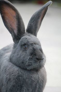 a close up of a gray rabbit's face and ears with one eye open