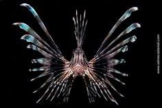 a close up of a lionfish on a black background in the water with it's head turned to the side