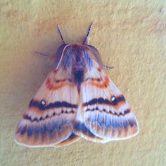 a close up of a moth on a wall