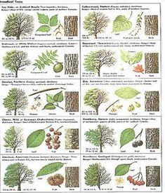 an image of different types of trees