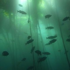 a group of fish swimming in the water next to tall bamboo trees on a foggy day