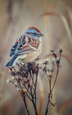 a small bird sitting on top of a flower