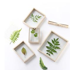 three small trays filled with different types of leaves and plants on top of a white surface