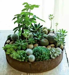 there is a potted plant on the table with rocks and succulents