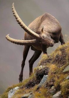 an animal with long horns climbing up a hill