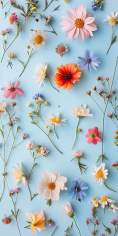 colorful flowers are arranged on a blue background