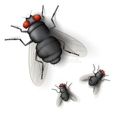 three flies with red eyes on white background royalty illustration