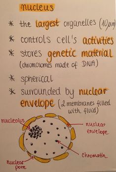 the structure of an animal cell is shown in this handout from a student at school