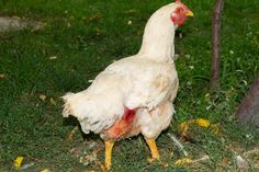 a white and red chicken standing on top of a grass covered field next to a tree