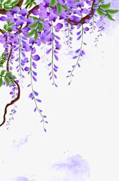 purple flowers are hanging from the branches of a tree in front of a white background