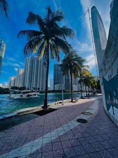 palm trees line the waterfront in front of high rise buildings