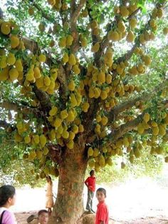 people standing under a large tree with lots of fruit on it