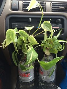 two bottles with plants in them sitting on the dashboard