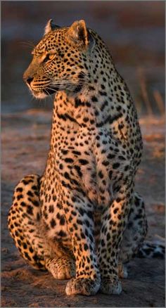 a large leopard sitting on top of a dirt field