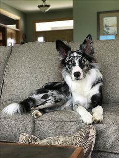 a black and white dog laying on top of a couch