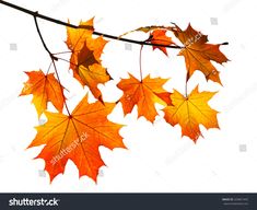 autumn leaves hanging from a tree branch with white sky in the backgrouund