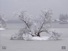 a snow covered tree sitting in the middle of a frozen lake on a foggy day