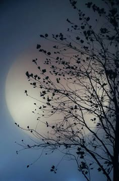 the full moon is seen through some branches