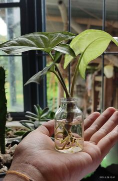 a hand holding a glass jar with a plant in it