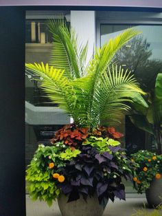 a potted plant sitting on top of a sidewalk next to a window sill