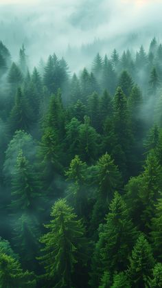 an aerial view of trees in the foggy forest