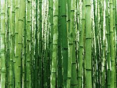 the tall green bamboo trees are very tall