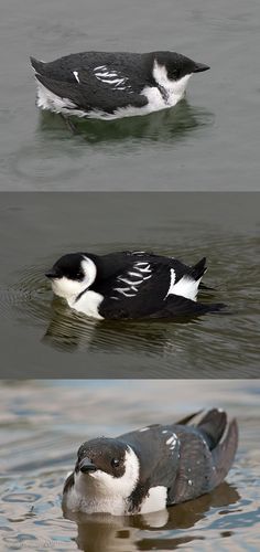 two different images of a bird swimming in the water, one is black and white