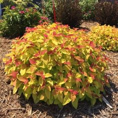 some yellow and red plants in the dirt