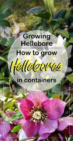 pink flowers with the words growing hellebore how to grow hellebores in containers