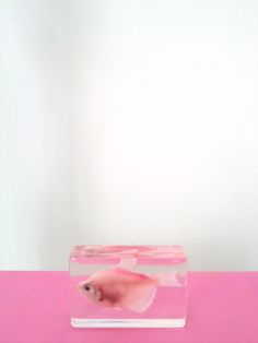 a small fish in a clear container on a pink surface