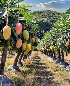 the mango trees are ready to be picked