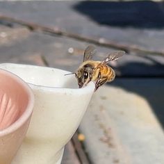 a close up of a cup with a bee on it