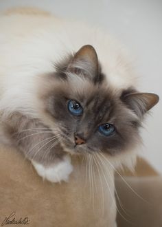 a cat with blue eyes sitting on top of a pillow