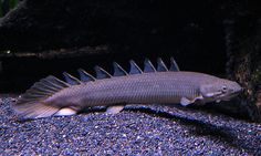 a fish that is laying down on the ground next to some rocks and gravel in an aquarium