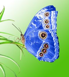 a blue butterfly sitting on top of a green plant