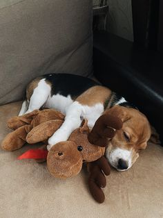 a beagle puppy sleeping on the couch with his stuffed animal dog toy in front of him